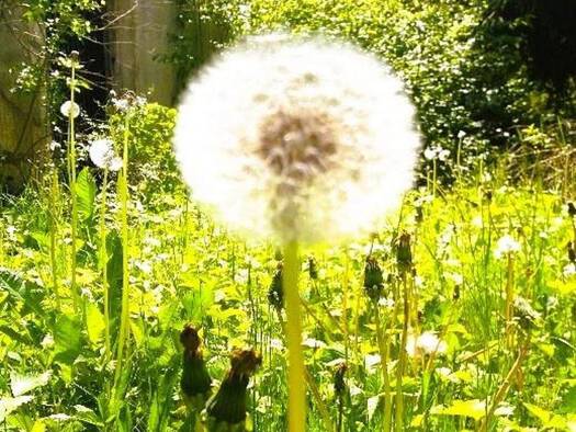 Einfamilienhaus zur Miete 2.500 € 7 Zimmer 250 m² 980 m² Grundstück Wangen Wangen im Allgäu 88239