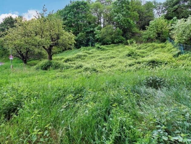 Grundstück zum Kauf 99.500 € 1.185 m² Grundstück frei ab sofort Dannenfels 67814